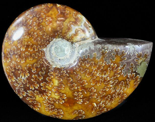 Wide Polished Cleoniceras Ammonite - Madagascar #49442
